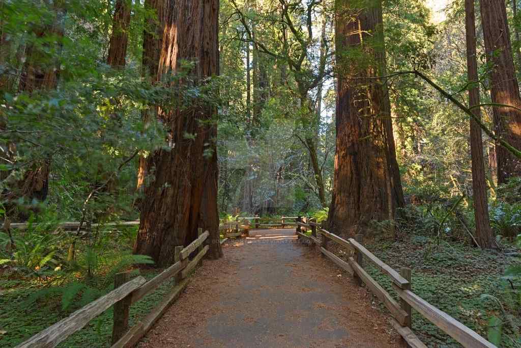 Muir Woods San Francisco