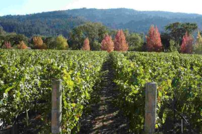 Napa Valley Californie