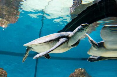Aquarium of the bay San Francisco
