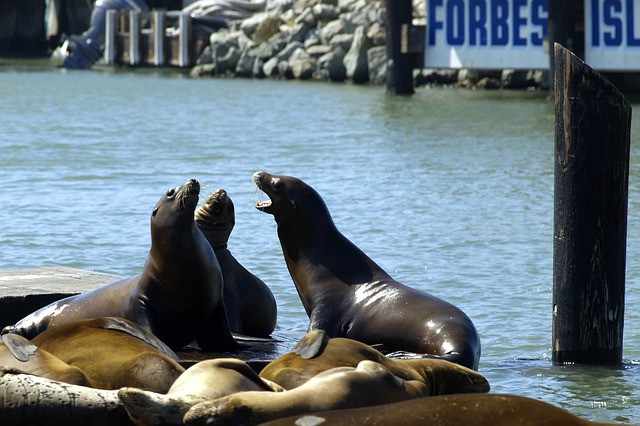 Lions de Mer Pier 39 Fisherman s Wharf