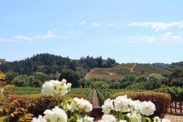 Région Napa Valley