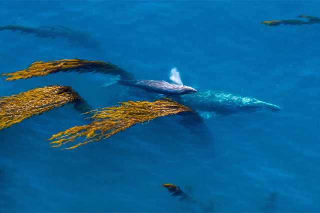 Visiter Monterey en Californie