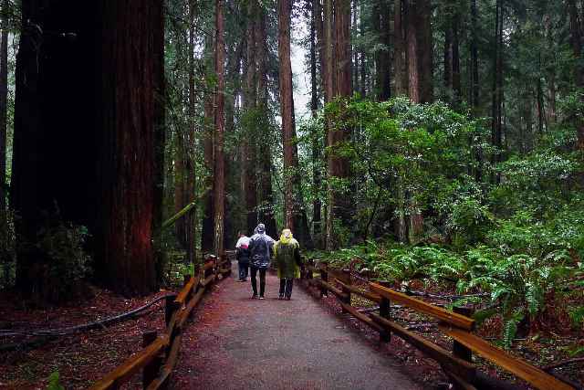 Cathedral Grove