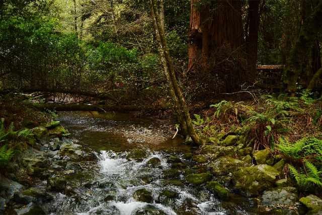 Redwood Creek