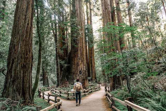 Visiter Muir Woods à San Francisco